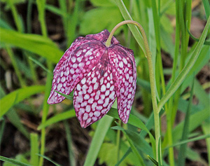 Schachblume